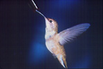 blue wing hummingbird
